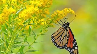 Flowers for Butterflies - This Week In the Garden