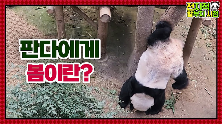 (SUB) Panda Who Does Handstand!│Panda Family🐼