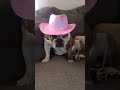 #bulldog #beingsilly #subcribe #subcribemychannel #please