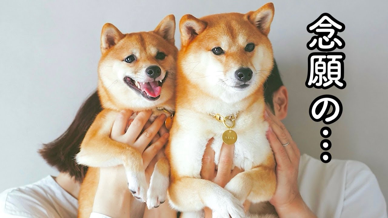 仲良し柴犬さん♡ YouTube