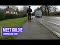 Stopping an excitable Border Collie lunging when walking