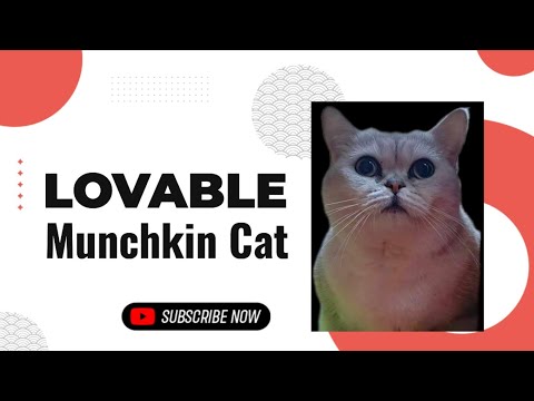 Cuteness Overload Munchkin Cat