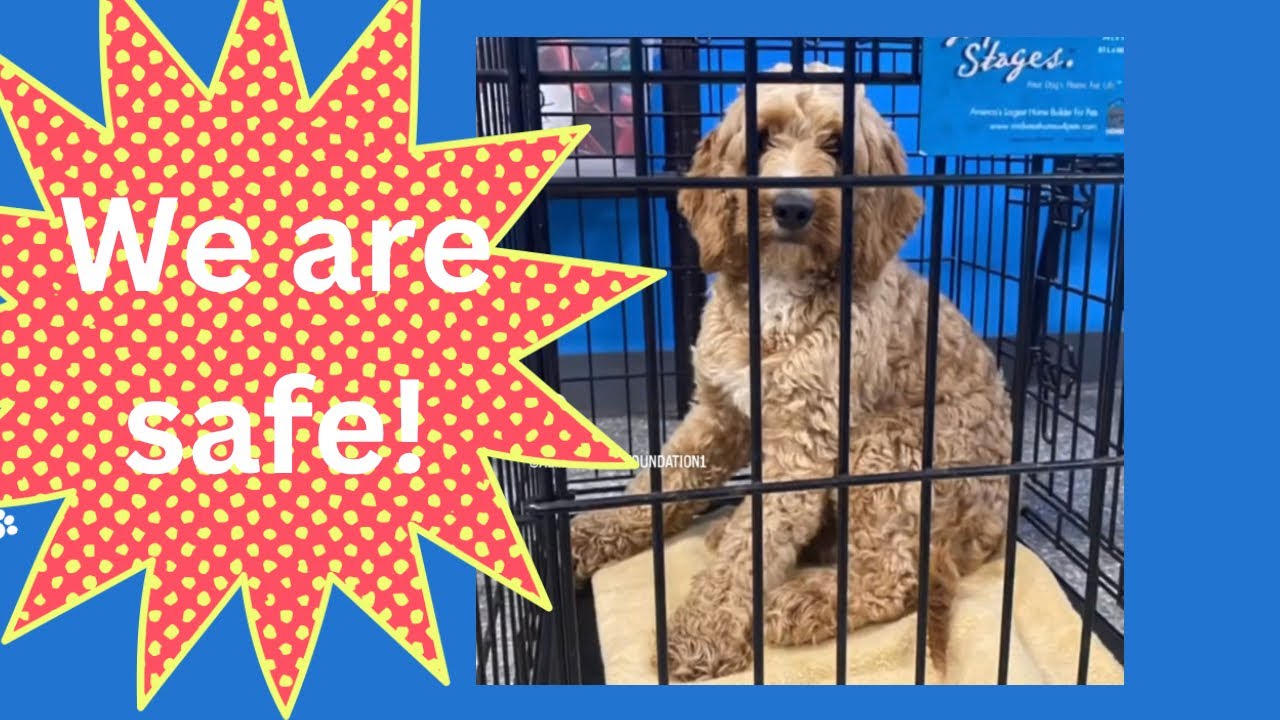 13. More breeder release dogs are now safe at Almost Home Foundation