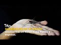 Guardianes de la Noche Amazónica: Un Safari Entre Ranas y Reptiles - TvAgro por Juan Gonzalo Angel