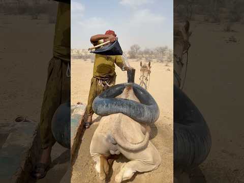 يُستخدم أنبوب مطاطي أسود لسحب الماء من بركة أحد المزارعين ونقله إلى القرية عبر جمله.