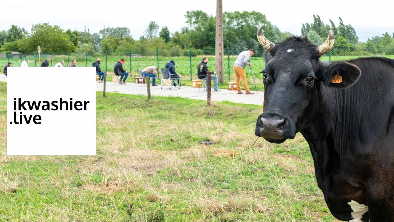 Vinkenzetting met 24 vinken door Koninklijke Maatschappij de Noordvink - ikwashier.live in Gistel