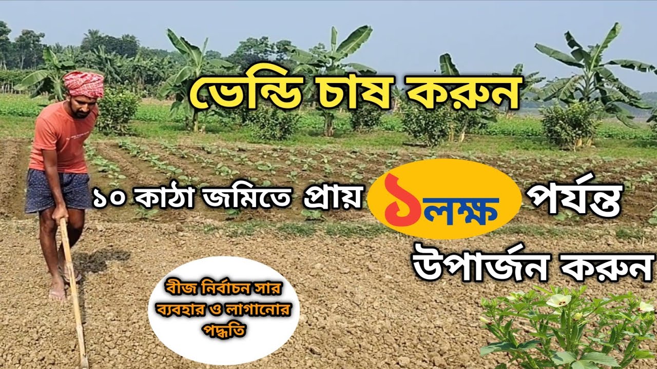 ভেন্ডি চাষের সাফল্য পেতে এখনই শুরু করুন।ভেন্ডি চাষ পদ্ধতি মাটি তৈরি বীজ নির্বাচন সার ব্যবহার।
