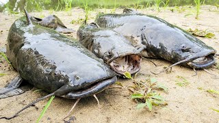 Flathead Catfish CATCH AND COOK!! (All Night Sandbar Camping)