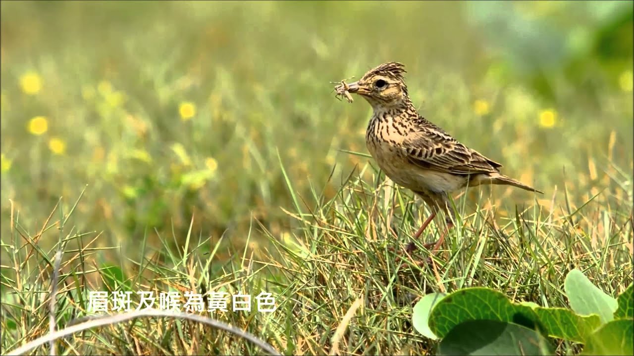 Oriental Skylark 澎湖小雲雀 