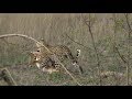 SafariLive Dec 08 - Young leopard Tlalamba hoisting an Impala!