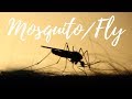 FLY MOSQUITO BUZZING SOUND WHITE NOISE 1HOUR FLY MOSQUITO BUZZING SOUND WHITE NOISE 1HOUR