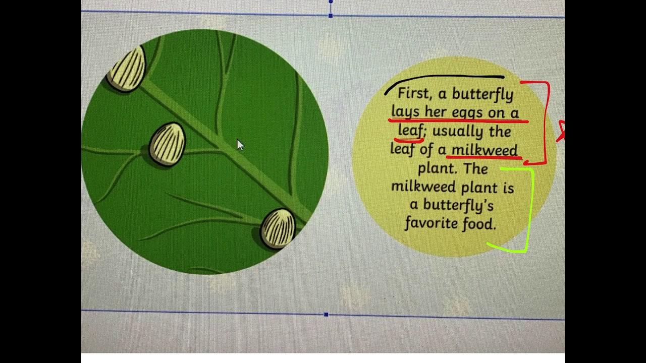 Butterfly life cycleStage 1 writing YouTube