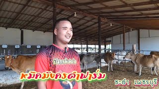 EP.3​ พา​ชม​"แม่​เหล่า​วัว​ลาน" ของ​หมึก​มังกร​ดำ​ฟาร์ม​ เพชรบุรี​#วัว​ลาน#​ตะลอน​เที่ยว​ทั่ว​ไทย​