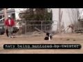Katy the cowdog Stock dog and working cattle dog. Katy is trained to voice and whistle Katy the cowdog Stock dog and working cattle dog. Katy is trained to voice and whistle