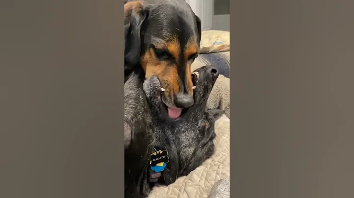 Two Dogs Lick Inside of Each Other's Mouth - 1284140 - DayDayNews