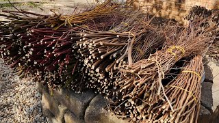 Processing Willow for Baskets