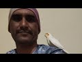 Birds lover is live cocktel 100 sub