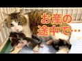 【129】初産で予想外の○匹出産!お産途中で力尽きつつ見事な母猫に⭐︎山梨県動物愛護指導センターに訪問し貴重な学びを得ました