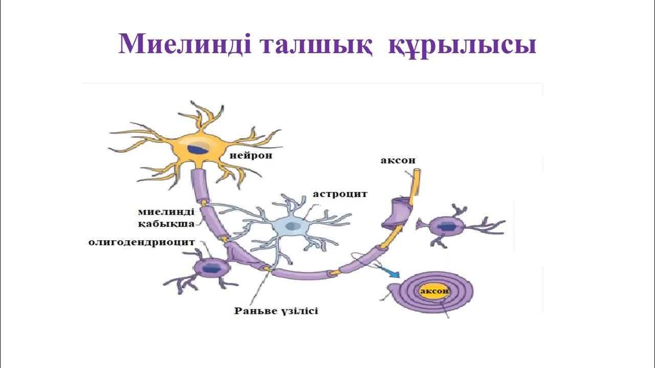 Жалаңаш ханшайым