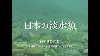 『日本の淡水魚』トレーラー・OP ver.