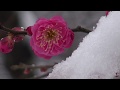 雪の半田山植物園 の動画、YouTube動画。
