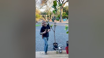 Propagation Techniques 101 - Air Layering Follow Up