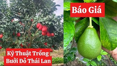 Báo Giá và Hướng Trồng Cây Bưởi Đỏ Thái Lan ☎️0921.826.862 - 092.391.6866