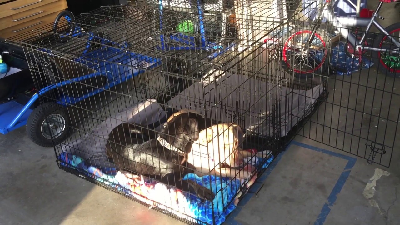 Dog Crate Review Awesome! YouTube