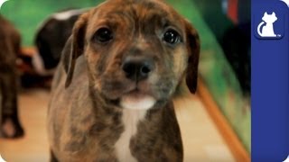 The Litter with Sharon Osbourne - Episode 7 by The Pet Collective Cares 4,525 views 10 years ago 8 minutes