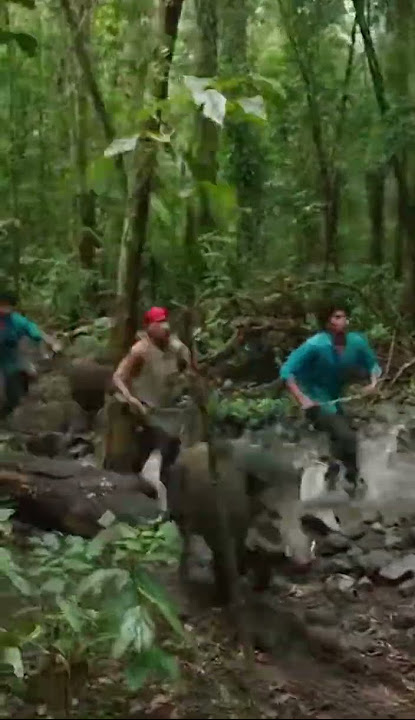 Penambang di lewati Kawanan Babi Hutan #ai