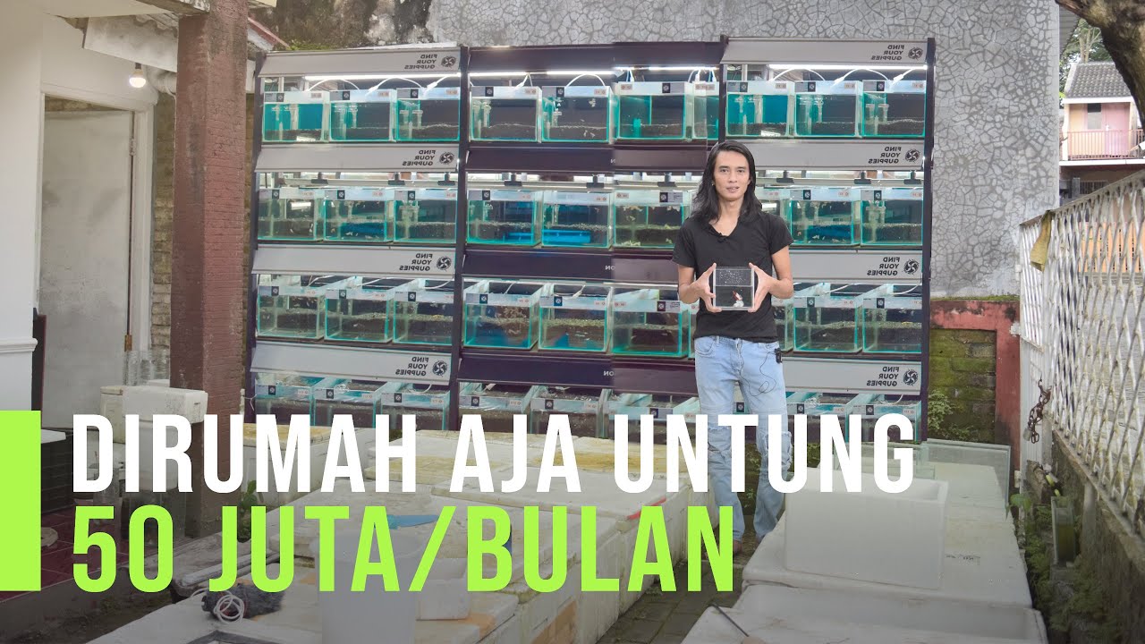 Cara Mahir Budidaya Cupang Hias, Bisa Jual Cupang 20 Juta Per Ekor