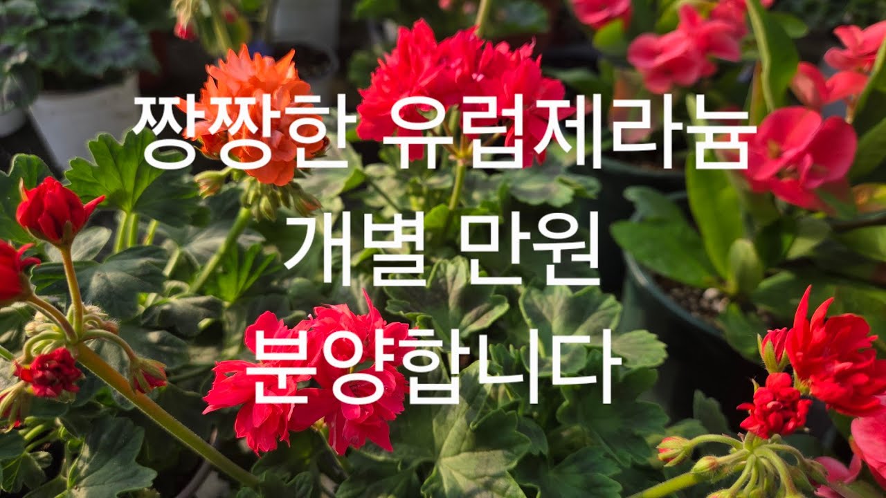 유럽제라늄각.만원입니다. 스텔라.등 분양합니다.택비 4천입니다