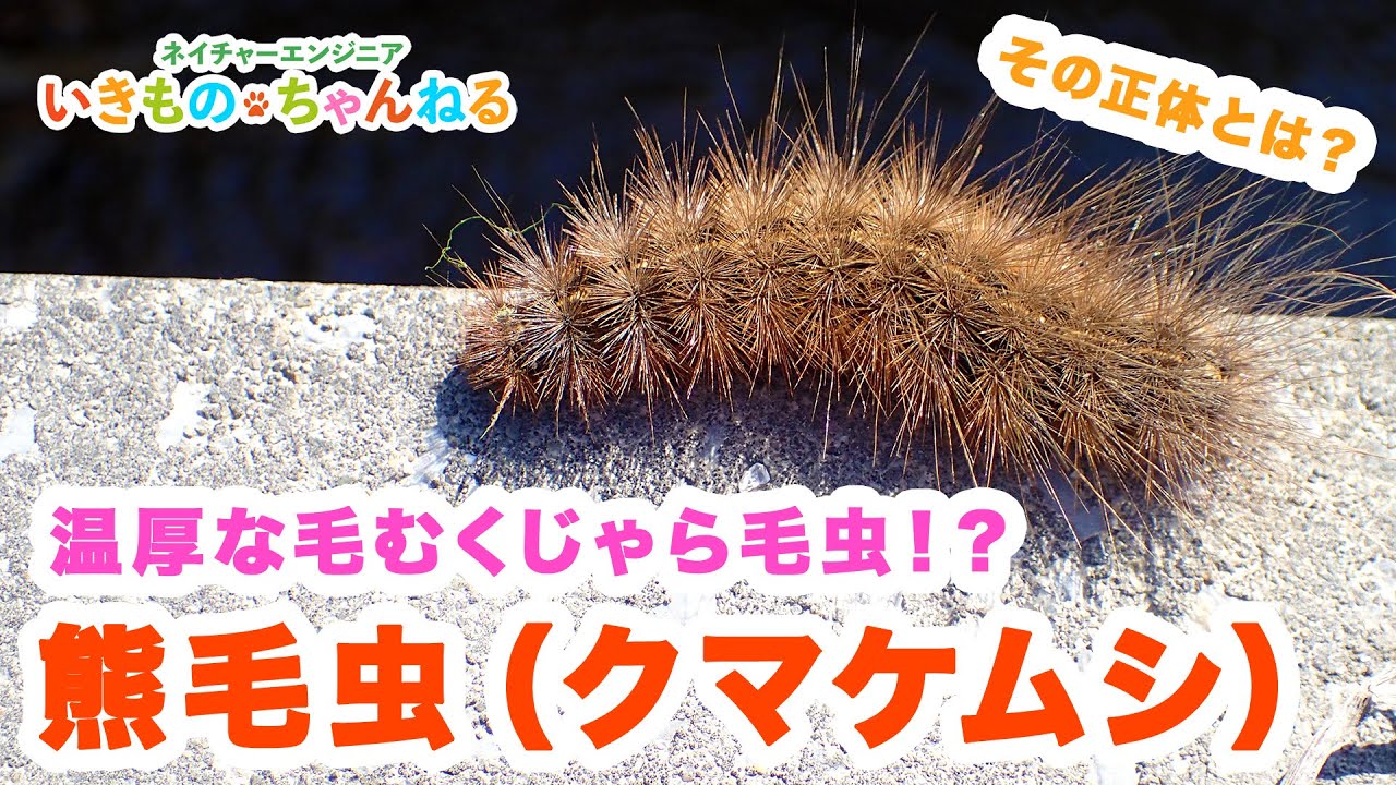 熊毛虫 クマケムシ は温厚な毛虫 その成虫の姿とは Youtube