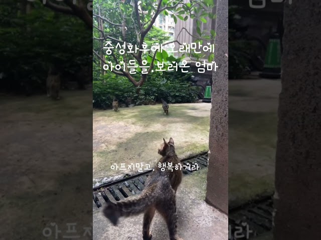 중성화수술후 아기곁으로 돌아온  엄마 #고양이