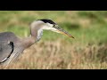 Great blue heron eating gophers very close up