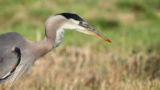 Great blue heron eating gophers very close up