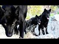 CALUPOH | El espectacular perro lobo de méxico  | La nueva raza de perro mexicano