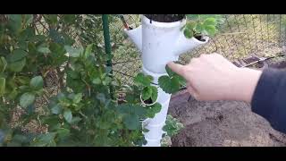 Erdbeerturm Sissi Strawberry - Erdbeeren auf kleiner Fläche anpflanzen.