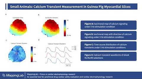 Optical Mapping System - Electrical Signals in Cardiac Tissues Slices