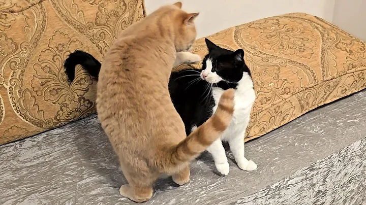 Video 8353531: british shorthair male cat, gold british shorthair male, white domestic shorthair male, cat attacks