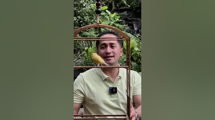 Kenari #dehakims dehakims #kicaumania #aviary #kenari #irfanhakim