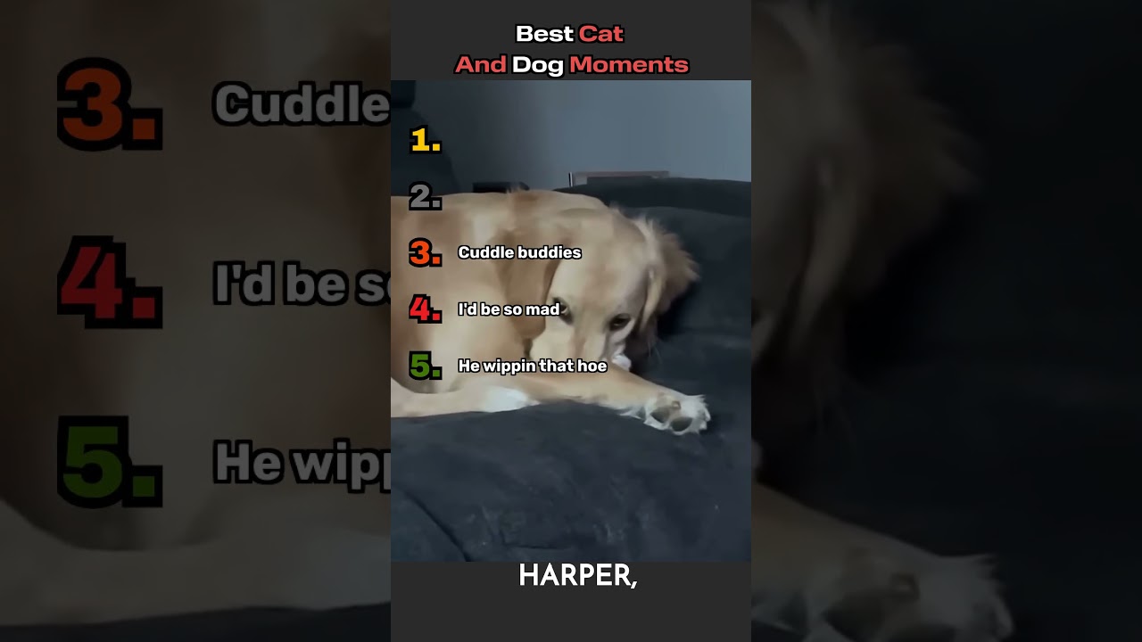 Ranking Best Cat and Dog Videos 