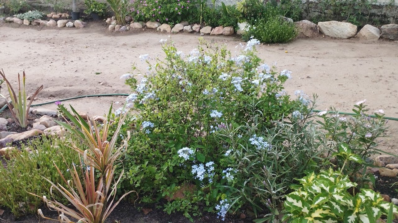 Replantes flores e plantas 🌿😍