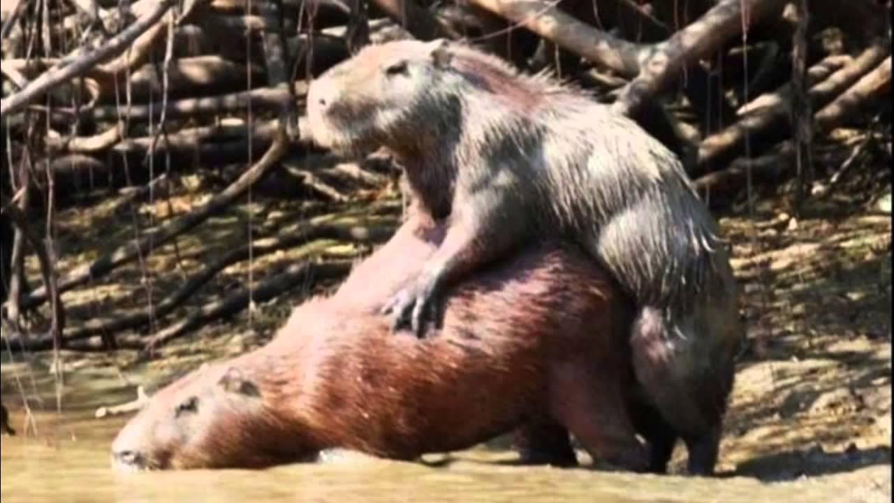 Член капибары