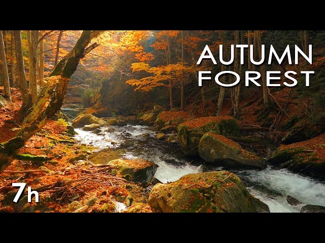 Autumn Forest - River Sounds - Relaxing Nature Video - White Water - HD - 1080p class=