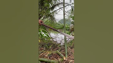 Tôi làm con dao quắm phát rẫy bằng thép vòng bi tàu thủy chặt cây như chặt chuối vậy