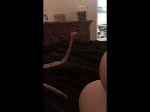 My Ball Python is Periscoping
