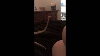 My Ball Python is Periscoping