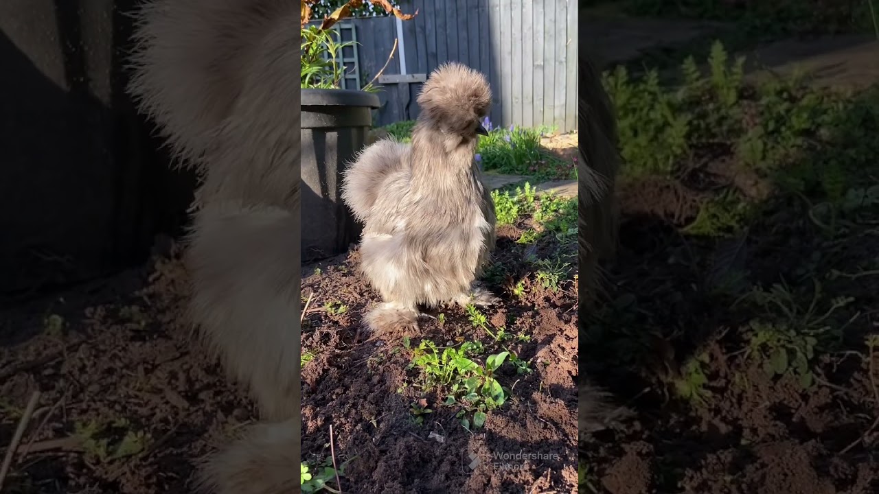 My secret garden quest              3 