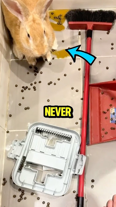 Rabbits were NEVER meant to have BIG EARS🤯